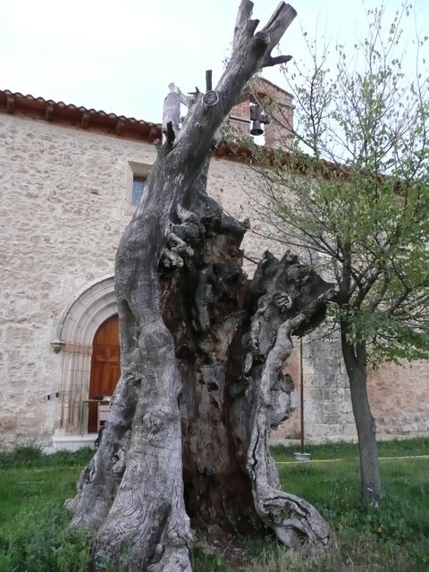 Al Olmo, olmo seco frente a la ermita de Quintana del Pidio